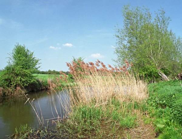 Reeds
